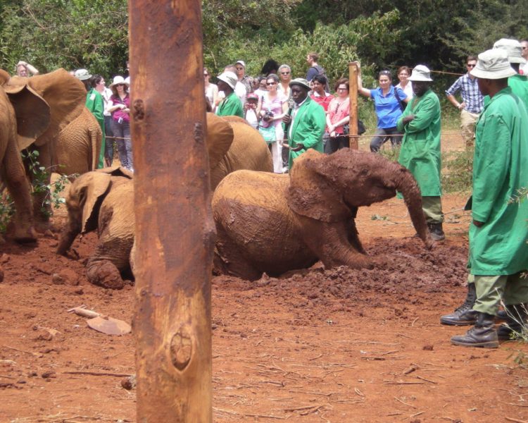 David-Sheldrickk-1024x768