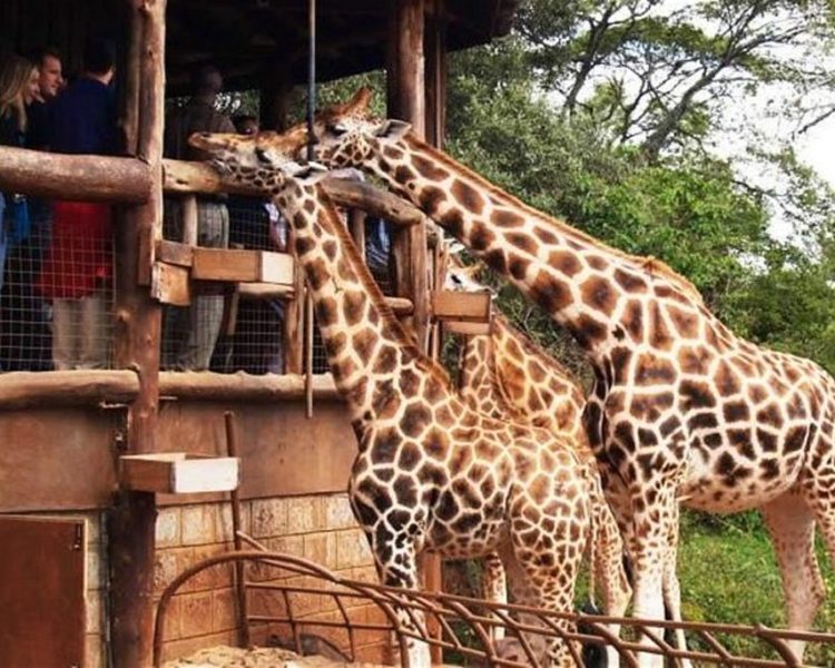 giraffe-center-nairobi-1024x683