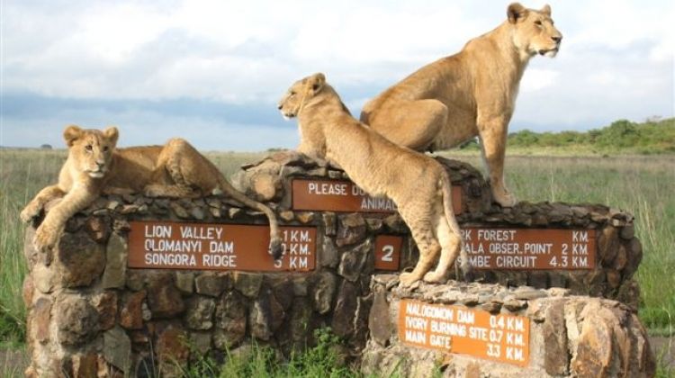 nairobi-national-park-3