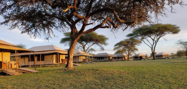 serengeti-mbugani-camp-600x288