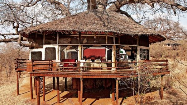 tarangire-treetops-600x338